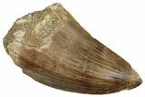 Fossil Mosasaur (Mosasaurus) Tooth - Morocco #261849-1